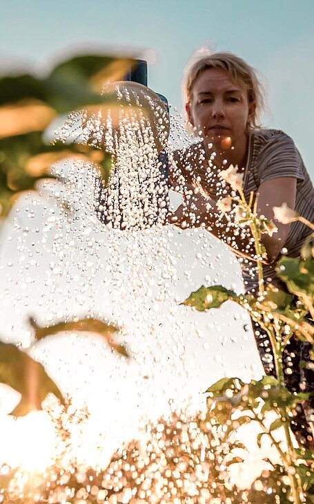 Frau giesst im Sonnenaufgang Pflanzen