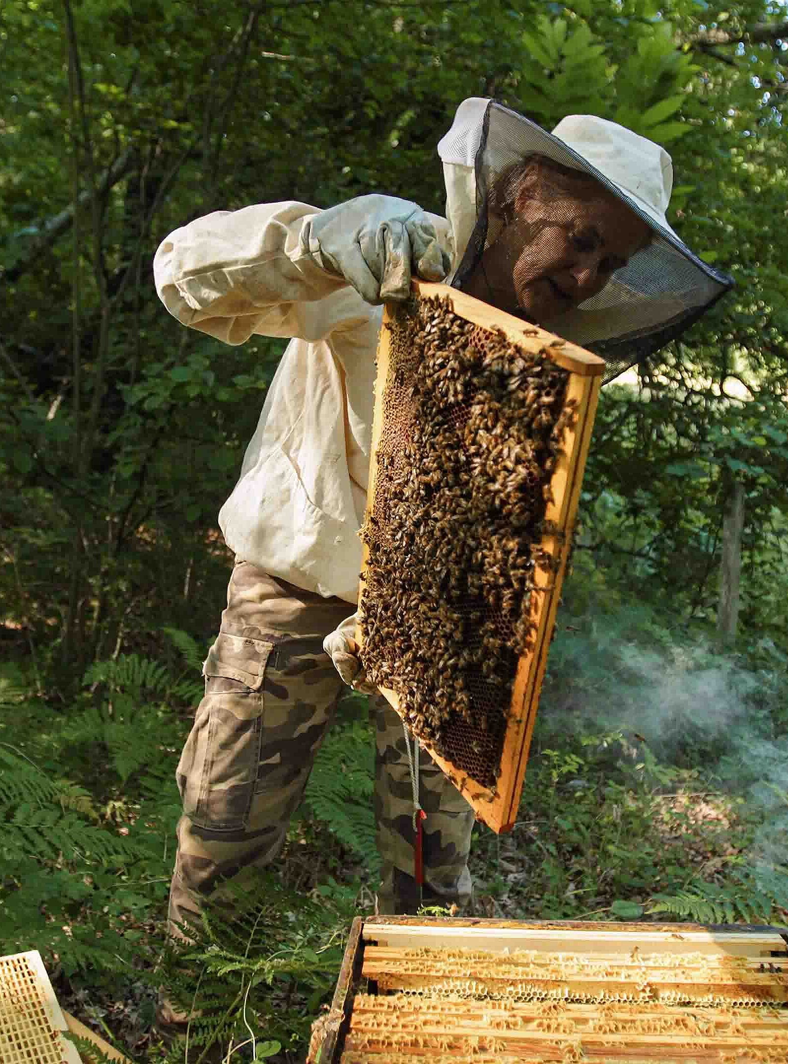 Ein Imker erntet Honig von einem Bienenhaus
