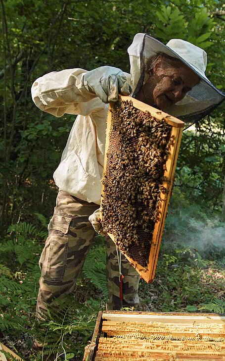 Ein Imker erntet Honig von einem Bienenhaus